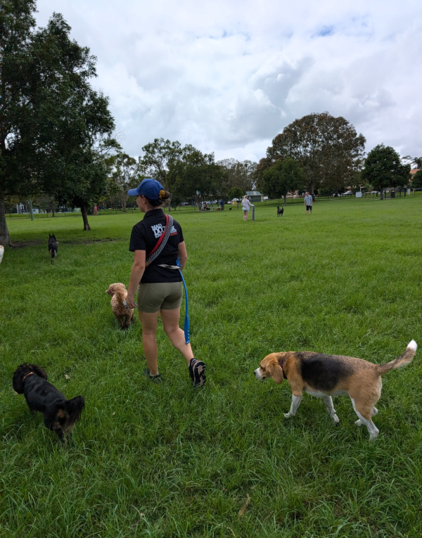 Carindale Dog Park