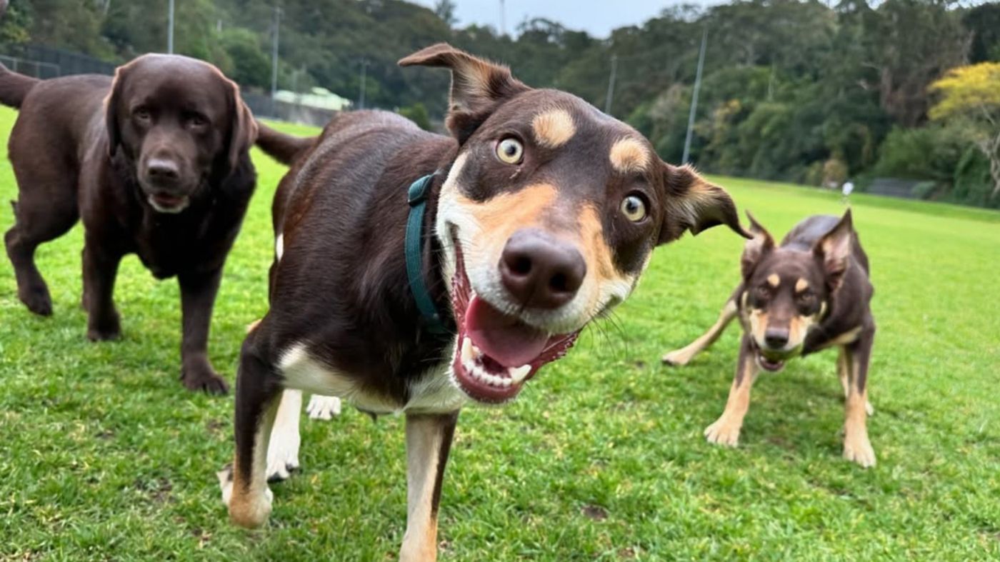 Mad Dogs FAQ page dog