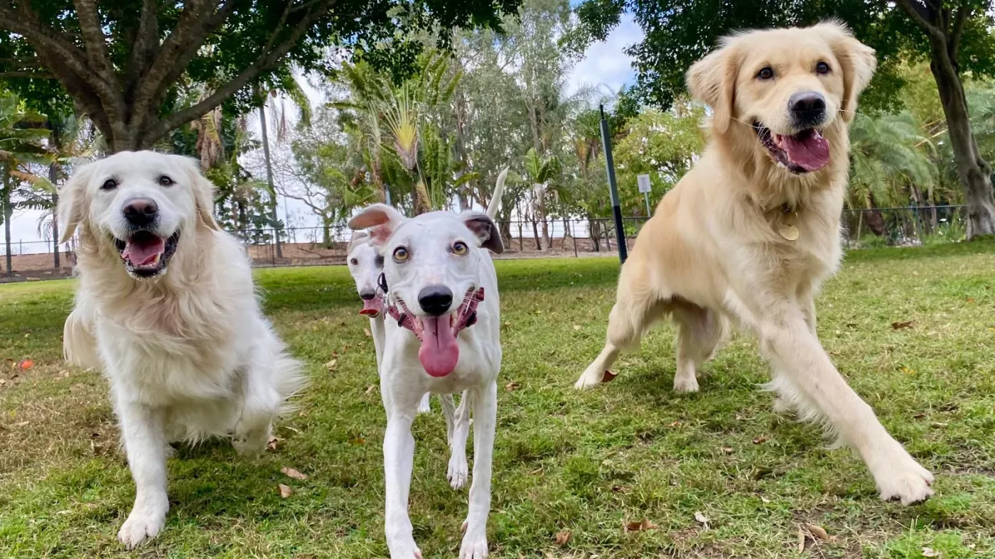 Happy dogs running to the camera