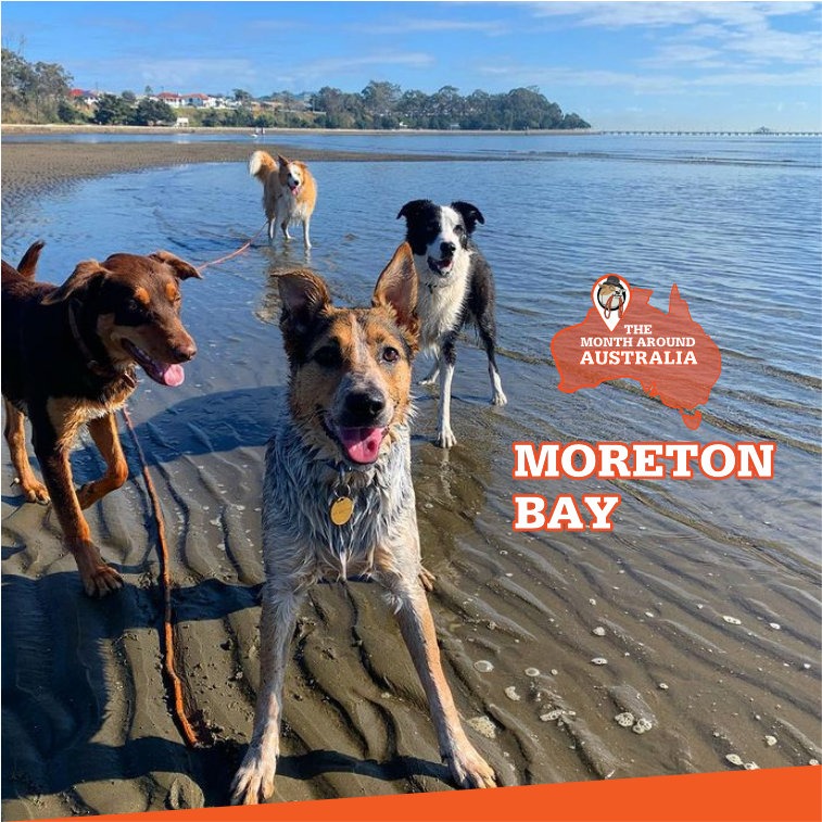 .Moreton Bay
